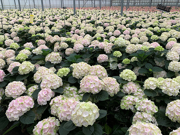 Blossom im Beet 3