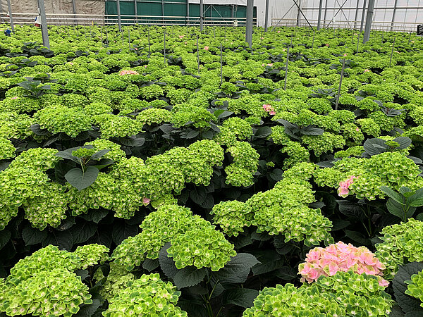 Green Cloud im Beet