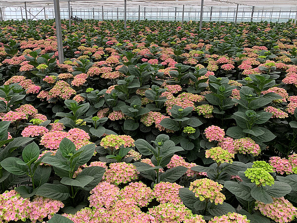 Coral im Beet 6