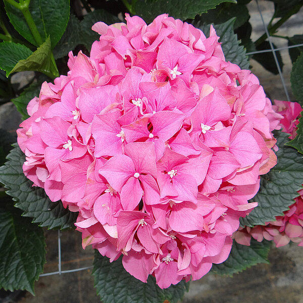 Ruby Pink im frischen Zustand
