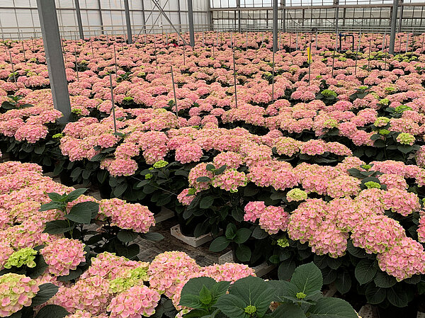 Pink Cloud im Beet
